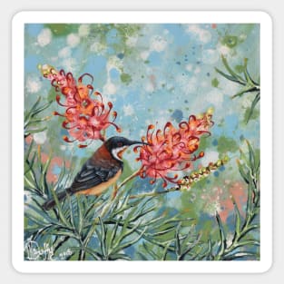 Spinebilleas (Eastern Spinebills in Grevillea) Sticker